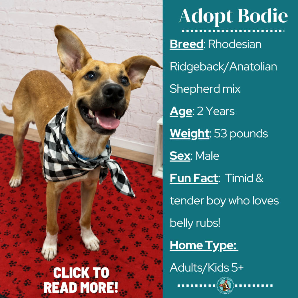 Bodie