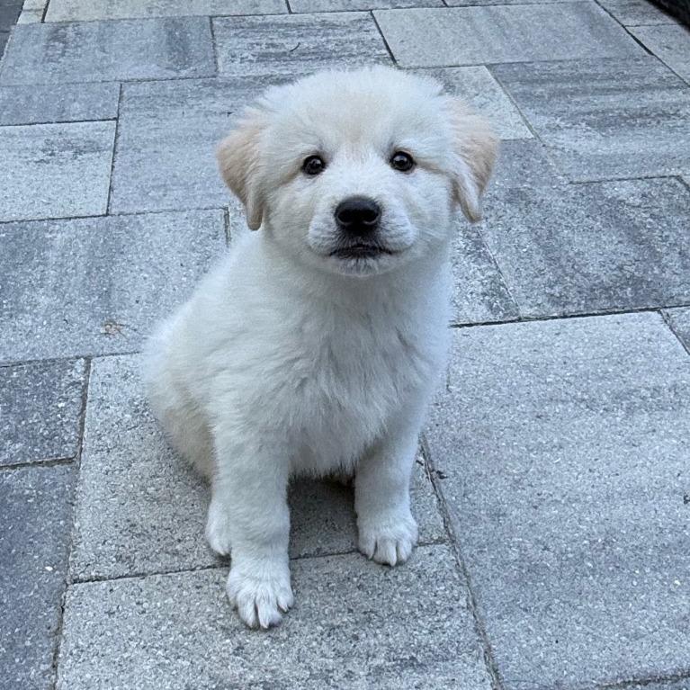 Pasha