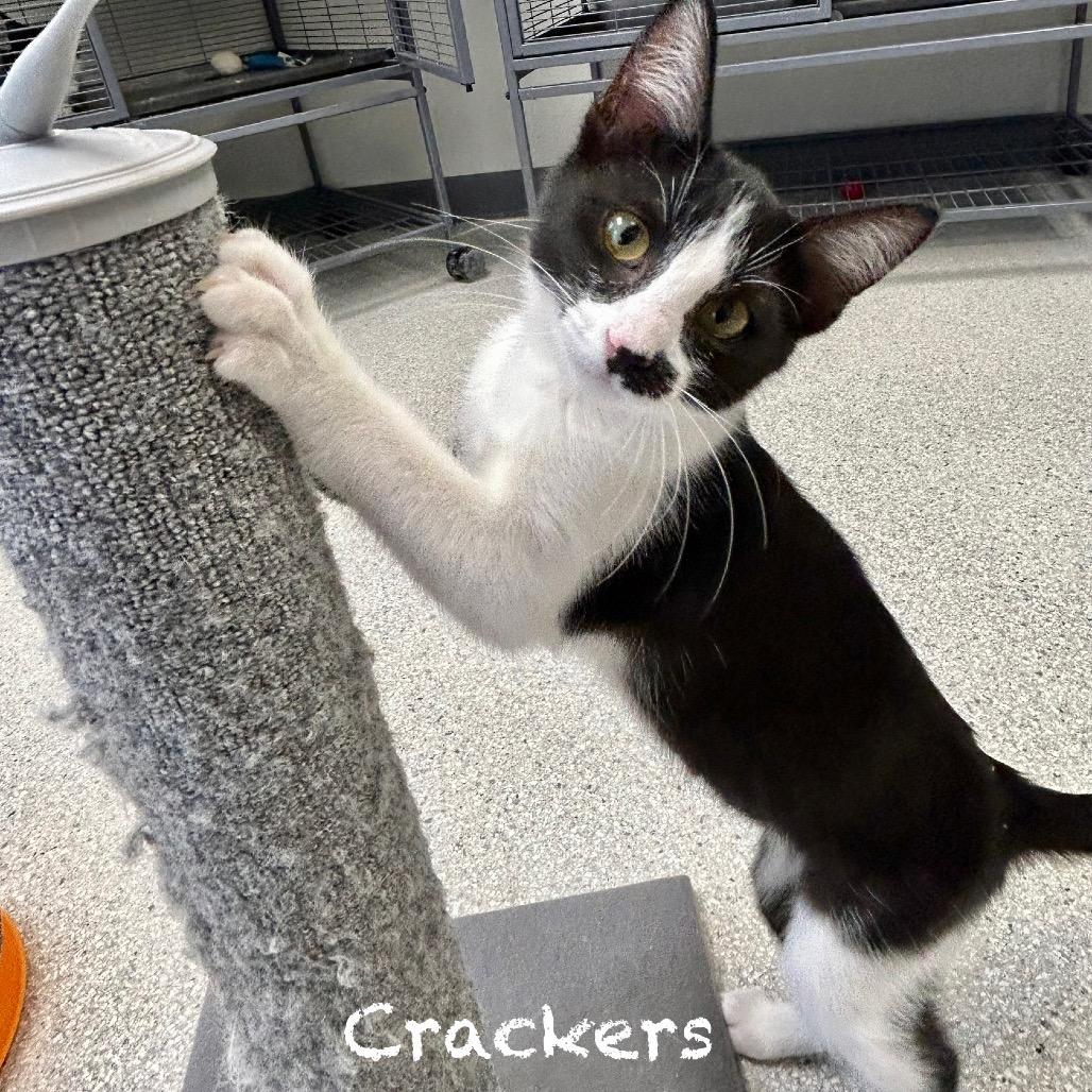 Crackers