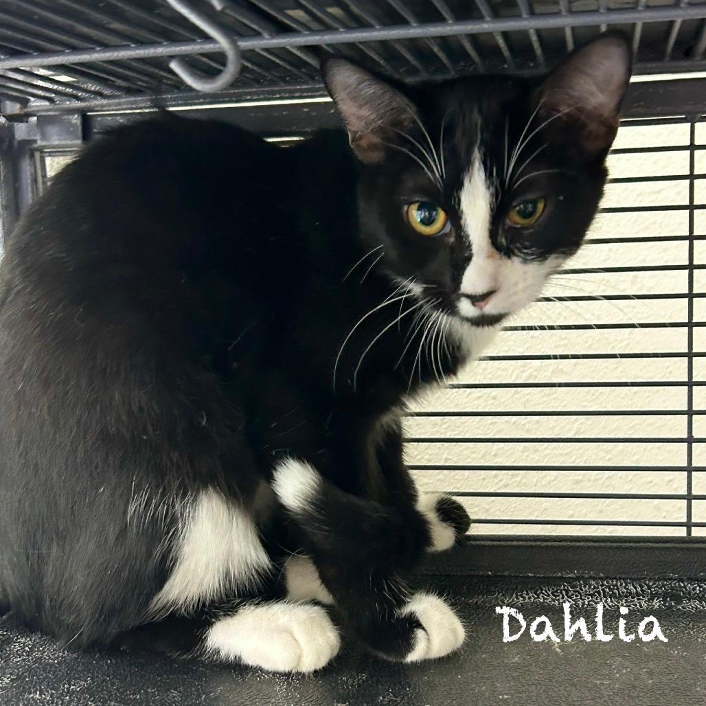 Dahlia