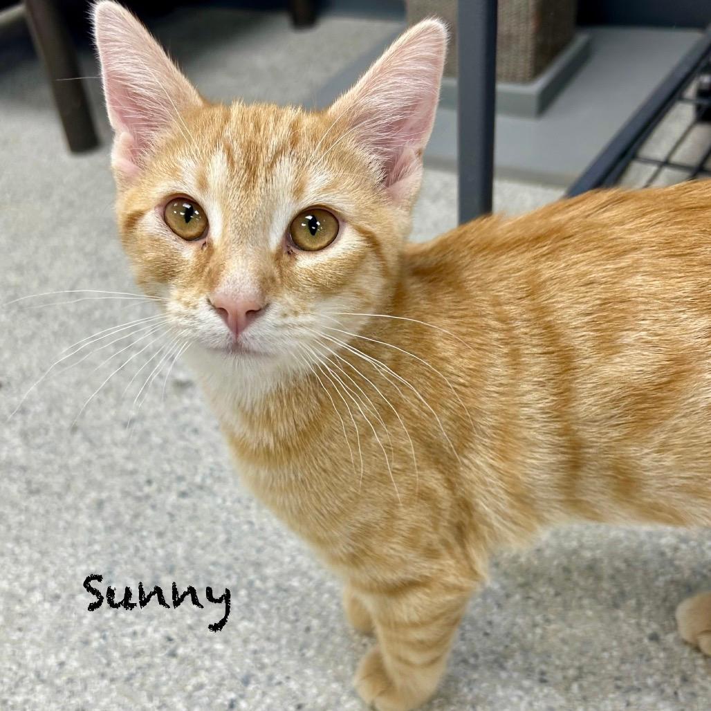 Sunny