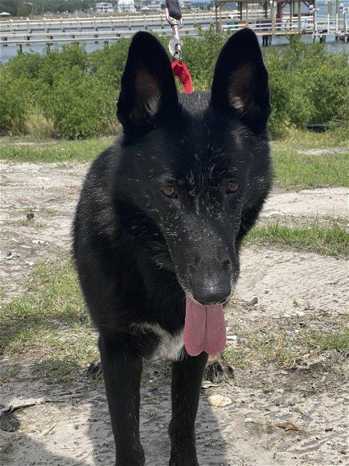 Adoptable Dogs & Puppies in Wilmington, NC | Chewy.com