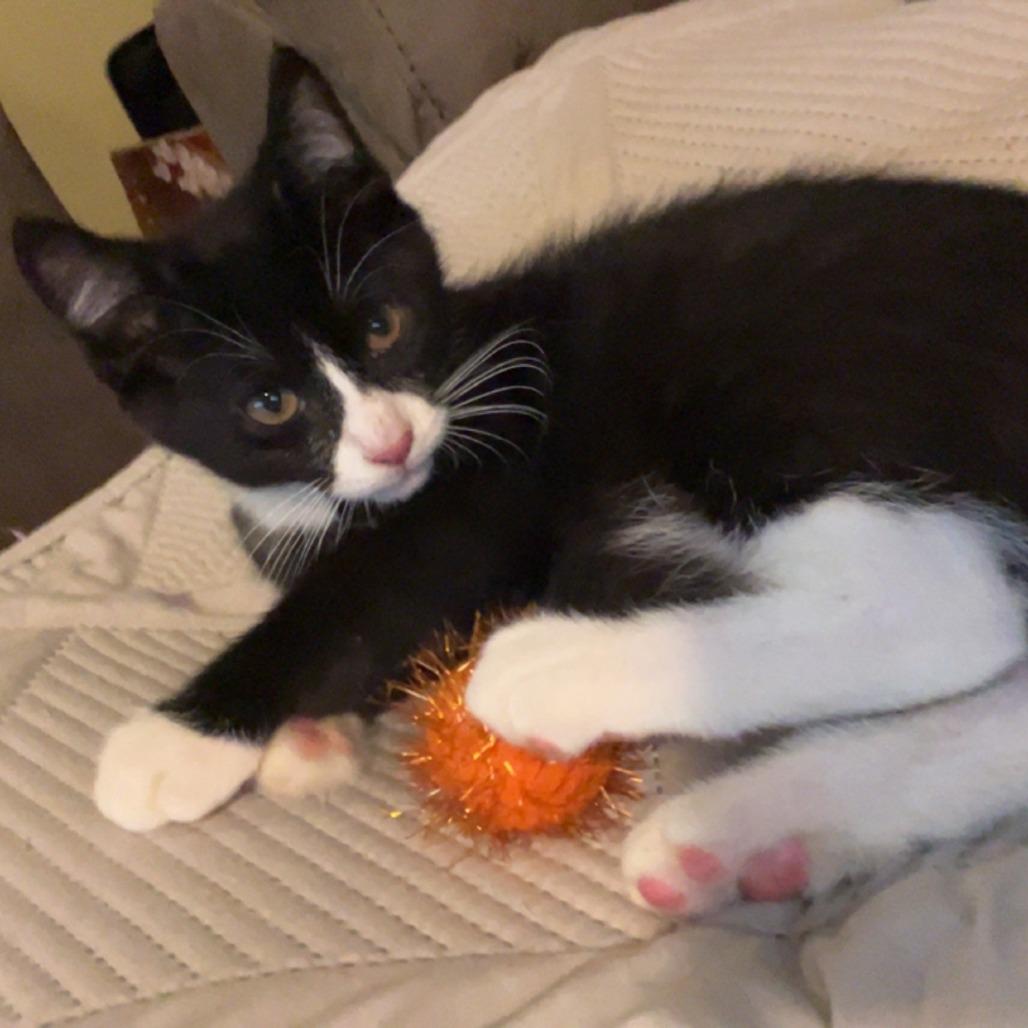 Oreo