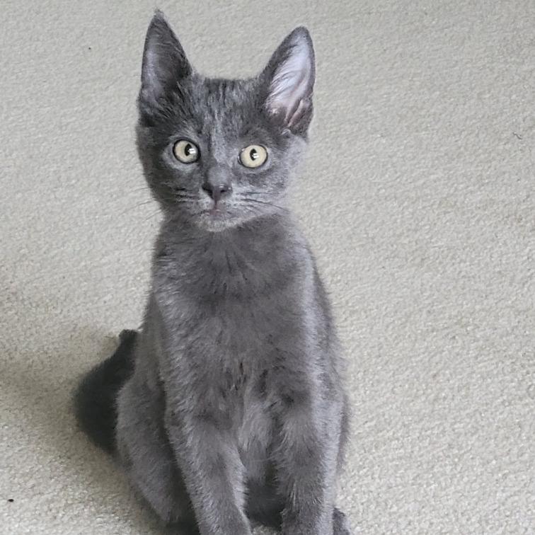 Cookie Monster -Russian Blue mix