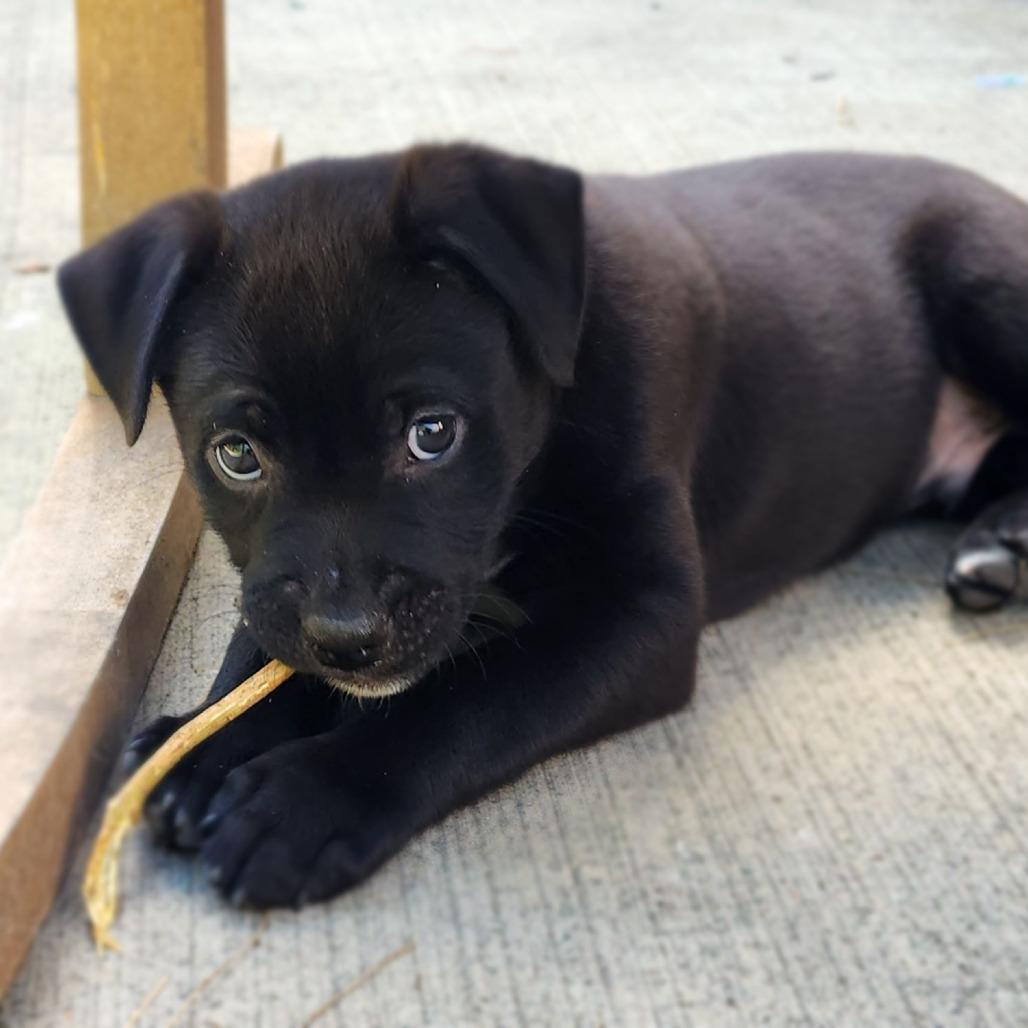 Simba Nala Pup