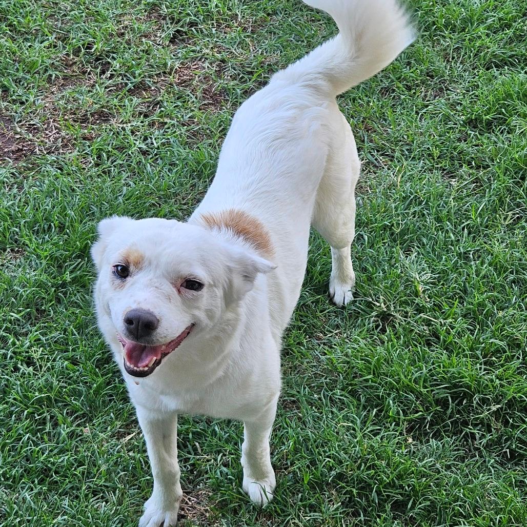 Suki