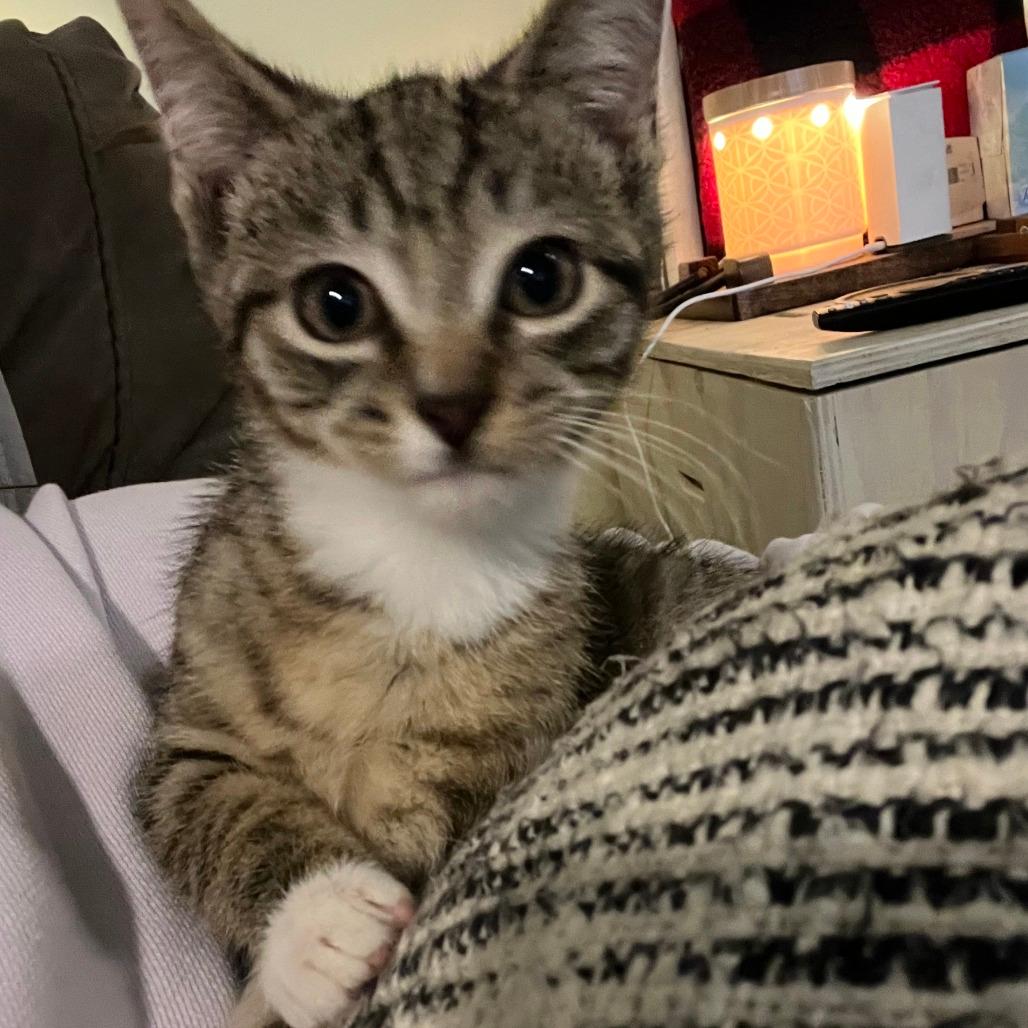 Mittens