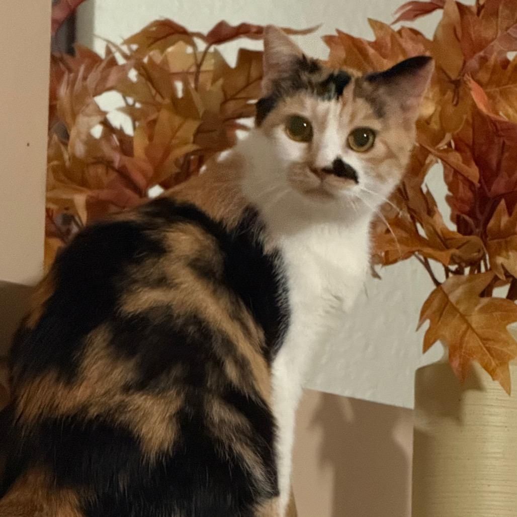 Snickers