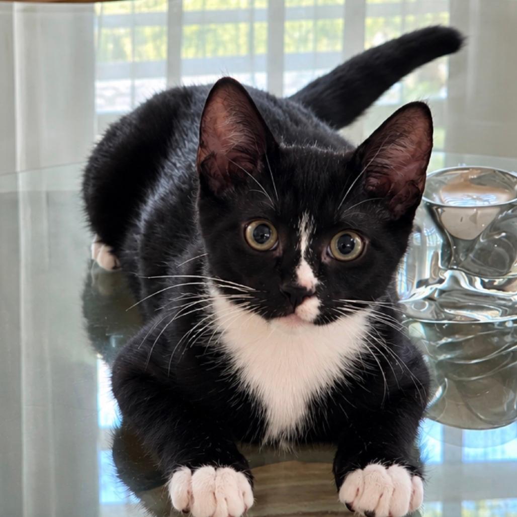 Sylvester 