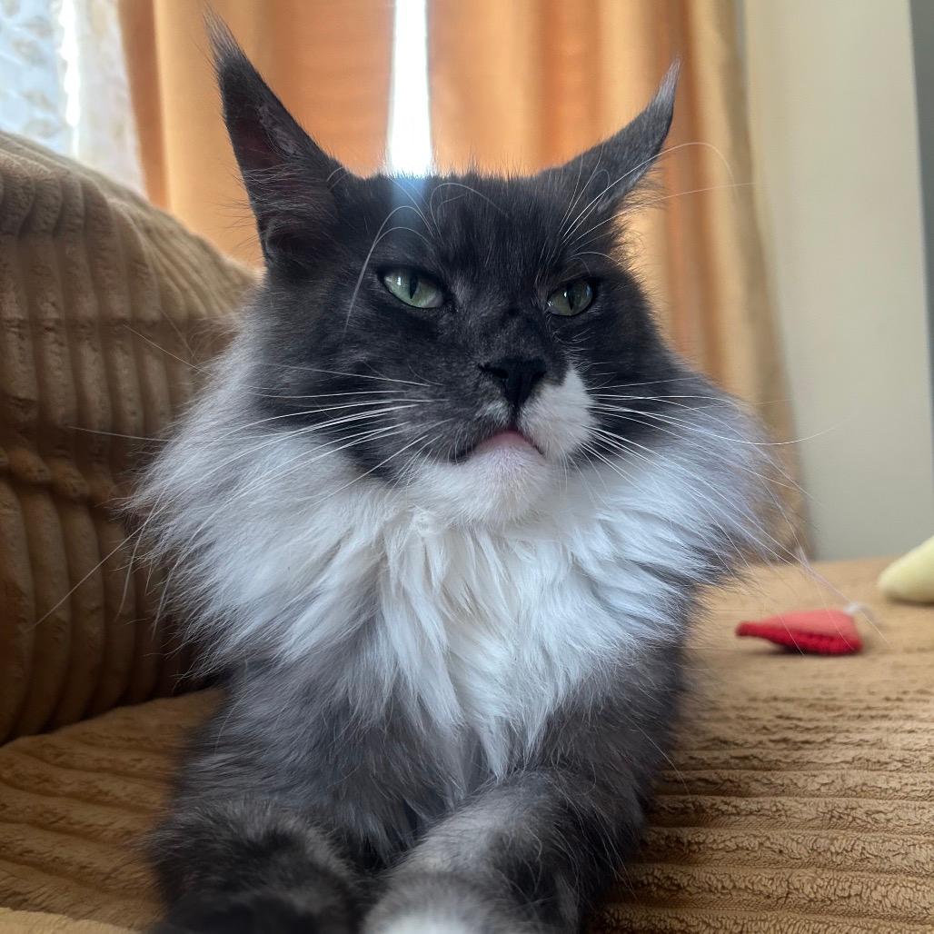 Yeti