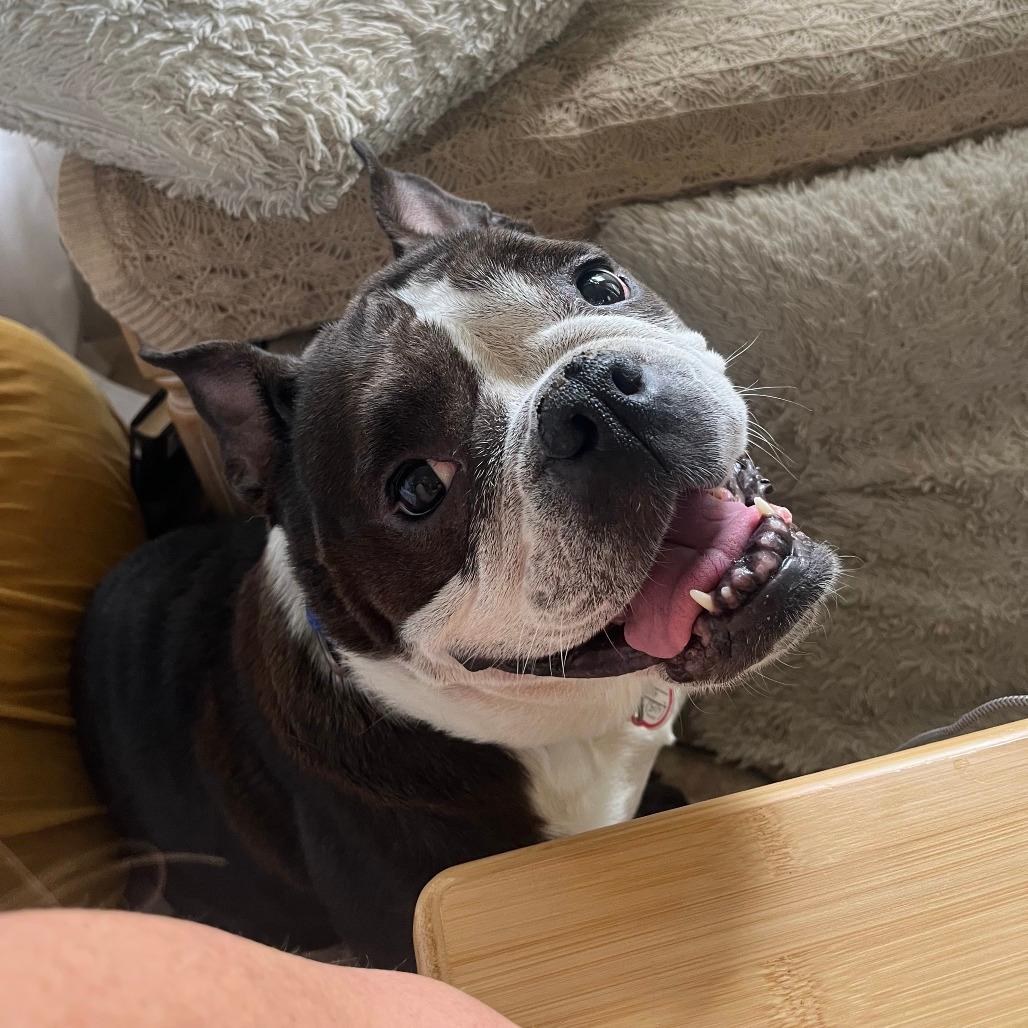 Raven-in foster