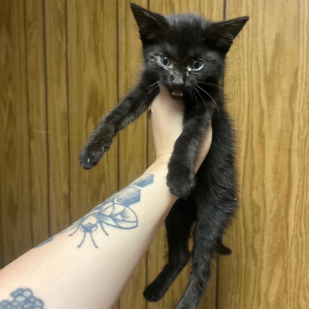 Artemis