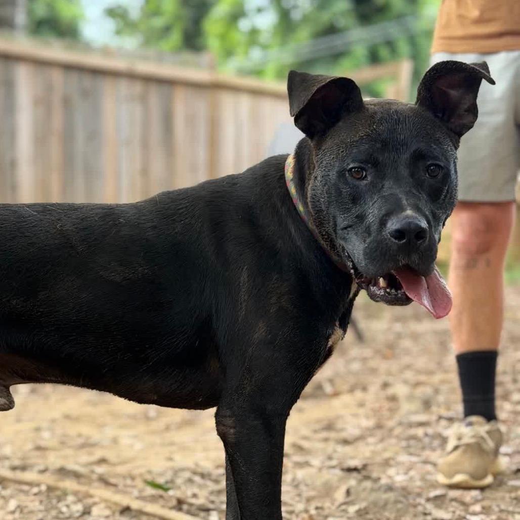 LJ (Adoption Fee SPONSORED!)