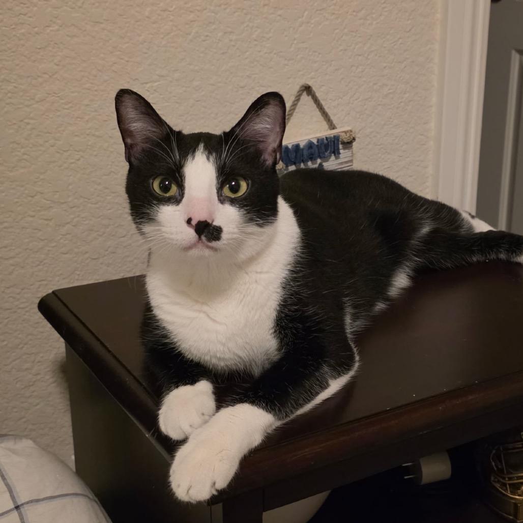 Cassius (Home adoption)