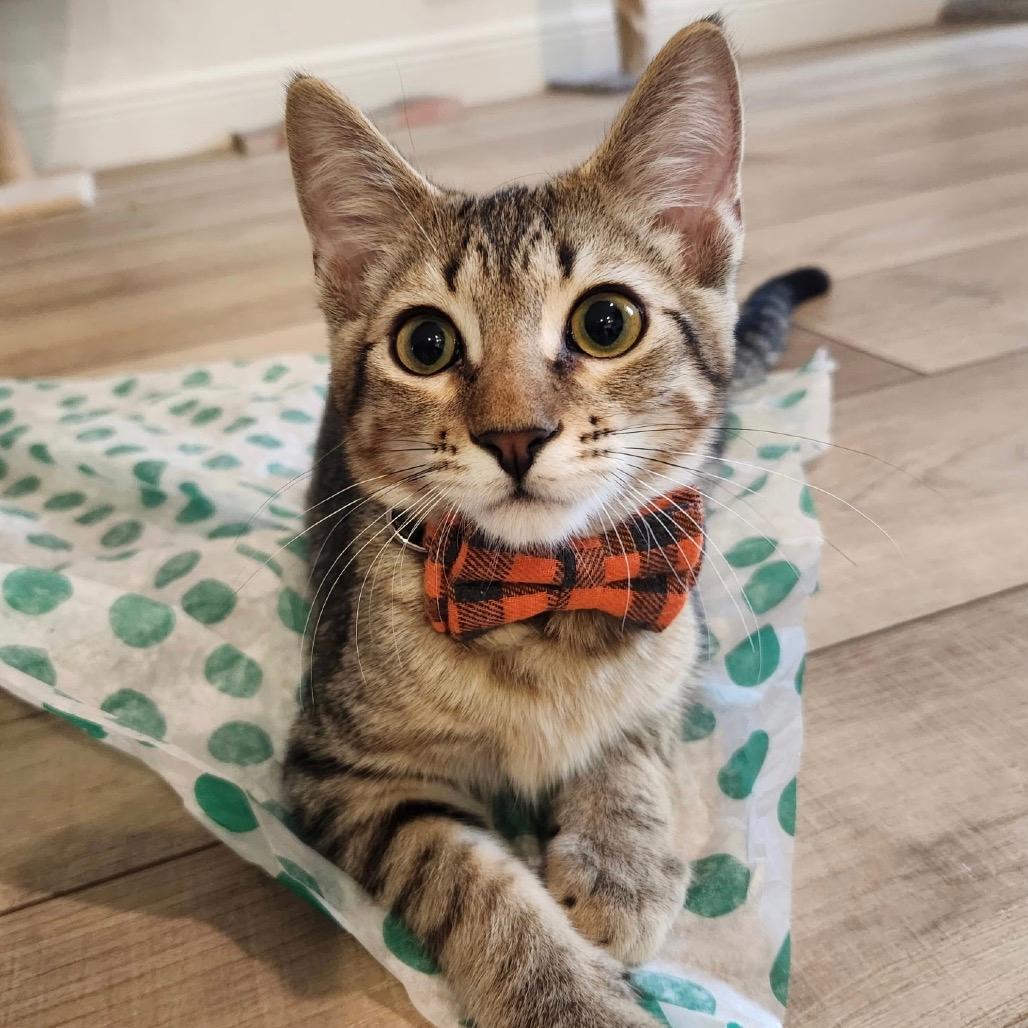 Duke
