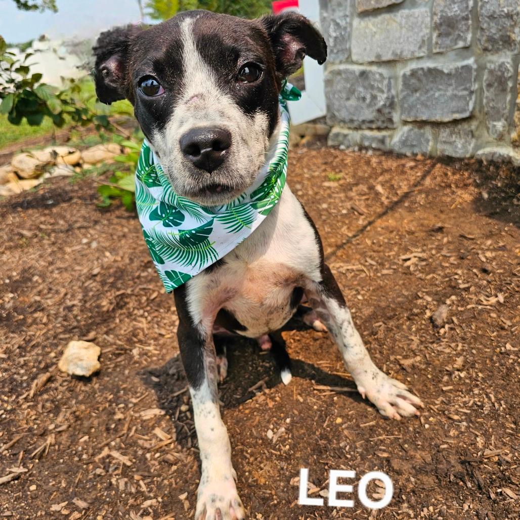 Leo