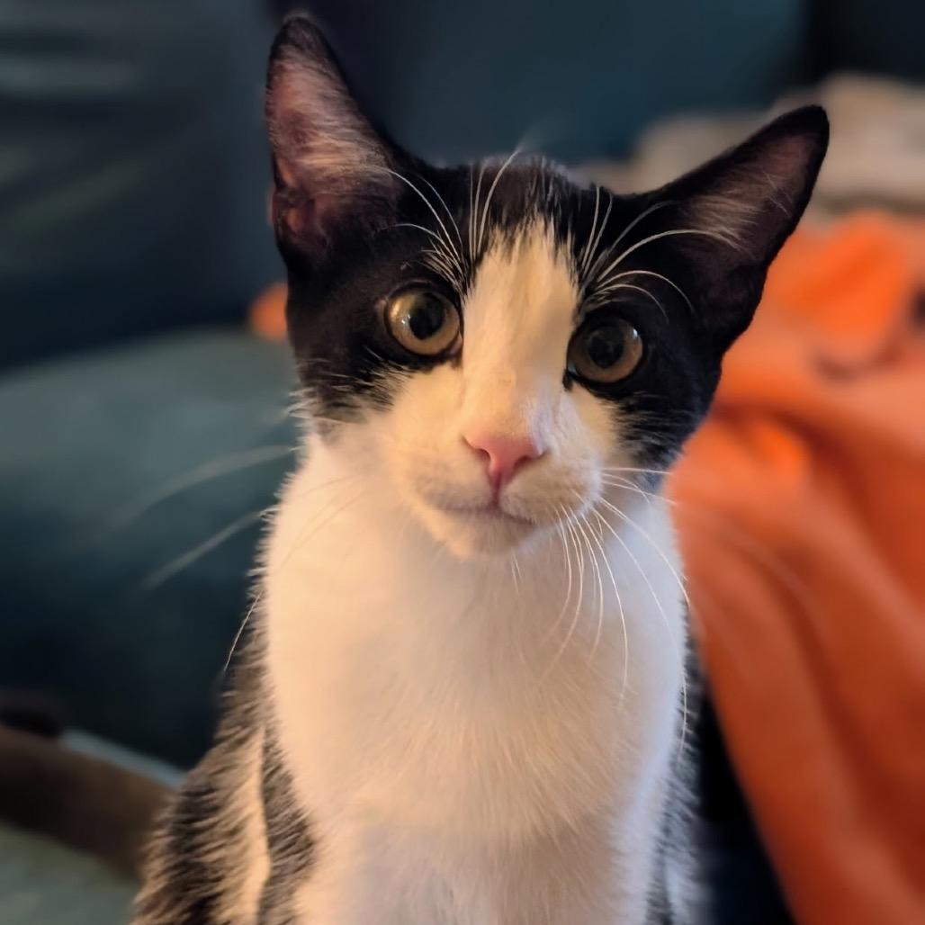 Oreo