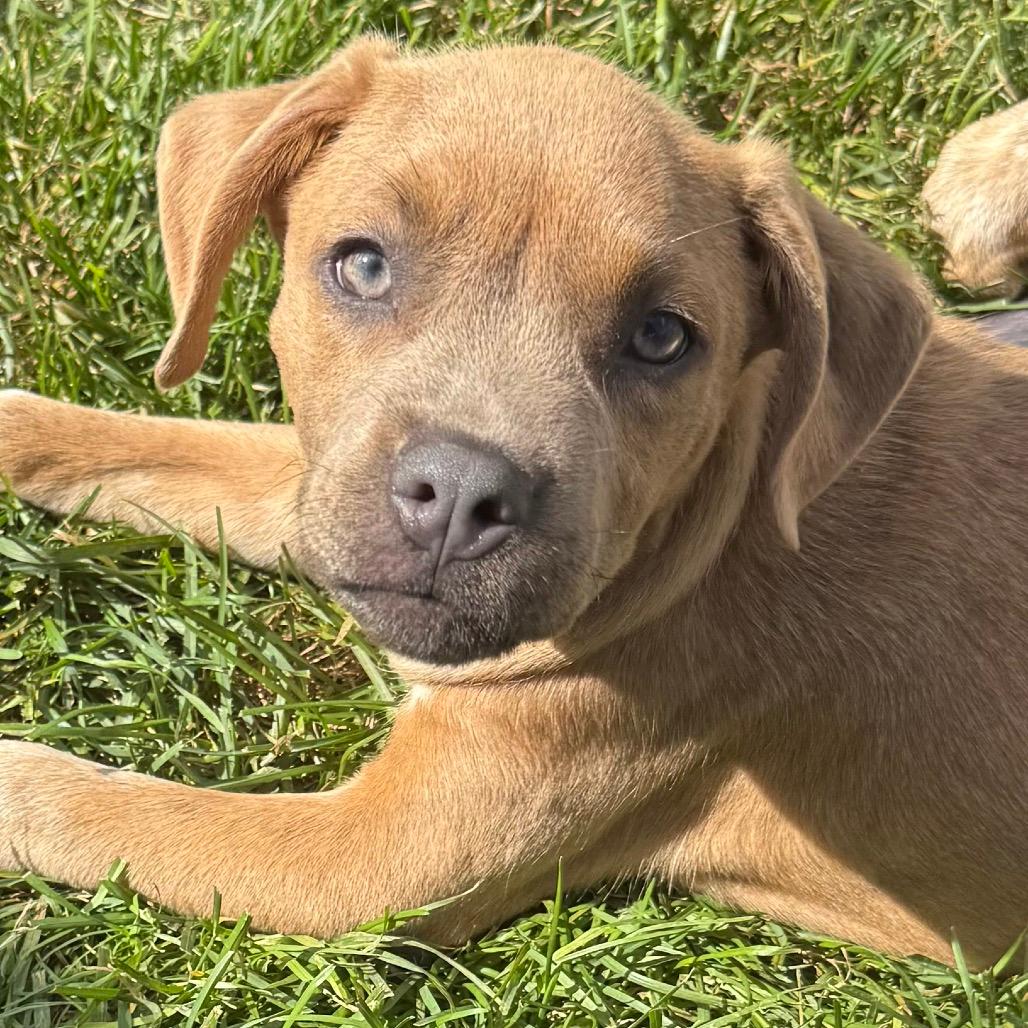 Chilli Pup
