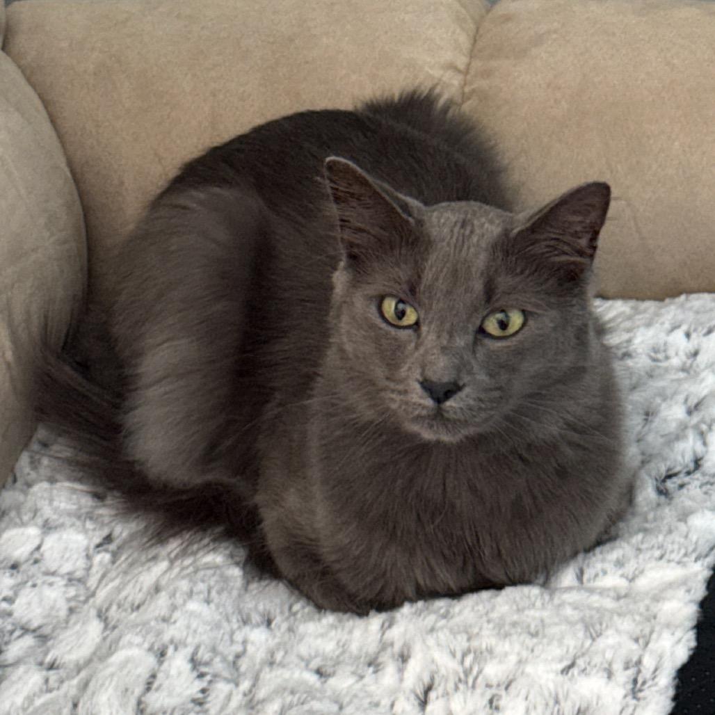 Jasper 
