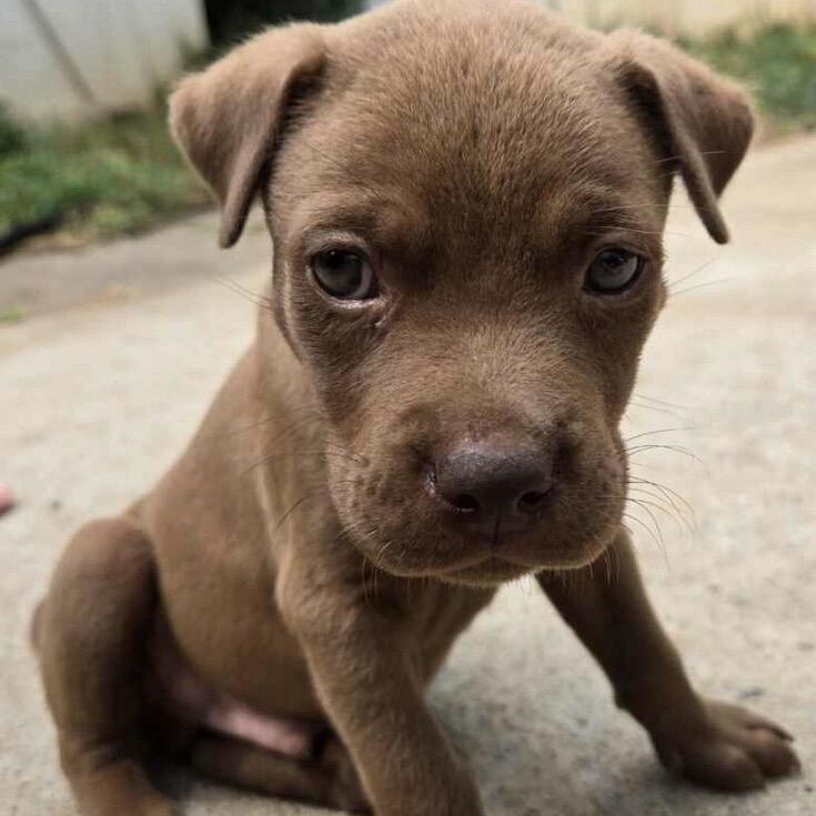 Buddy