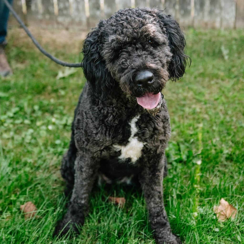 Babette (fka Buck Shot) 