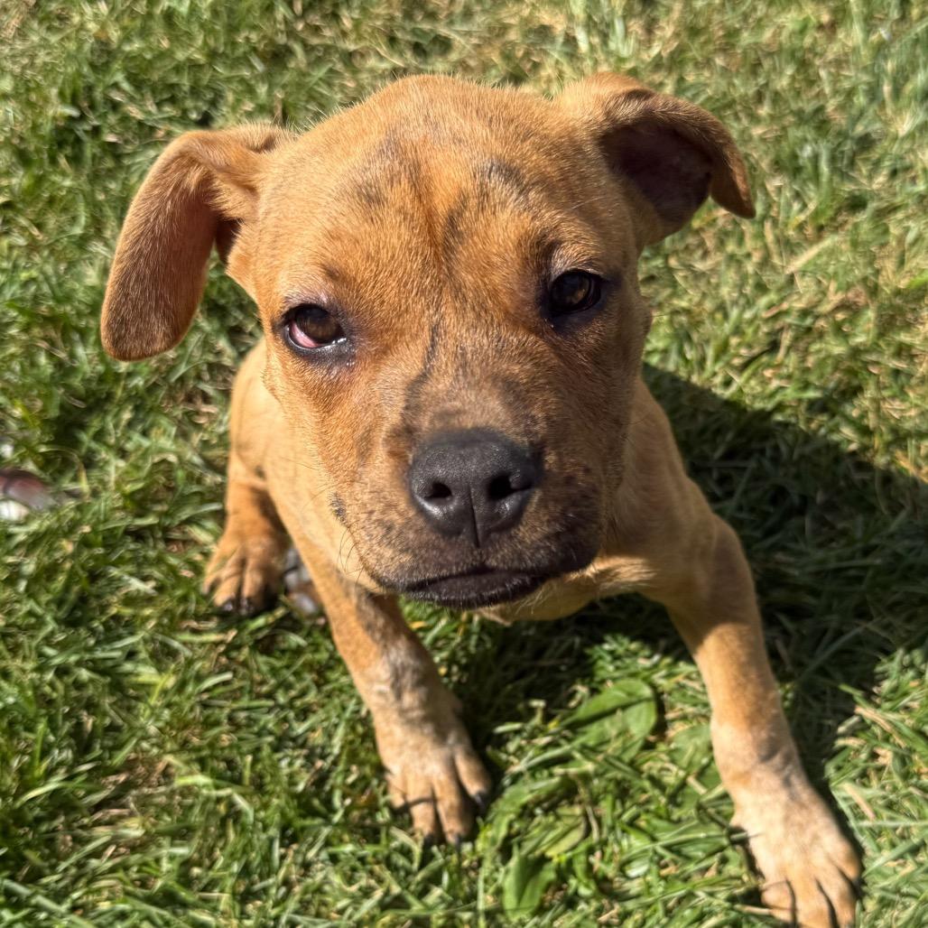Willie Pup