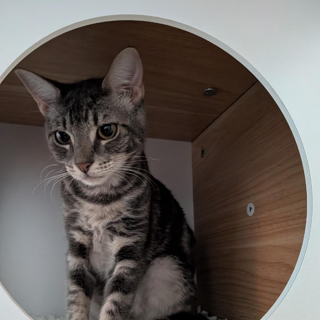 Leia (Home Adoption)