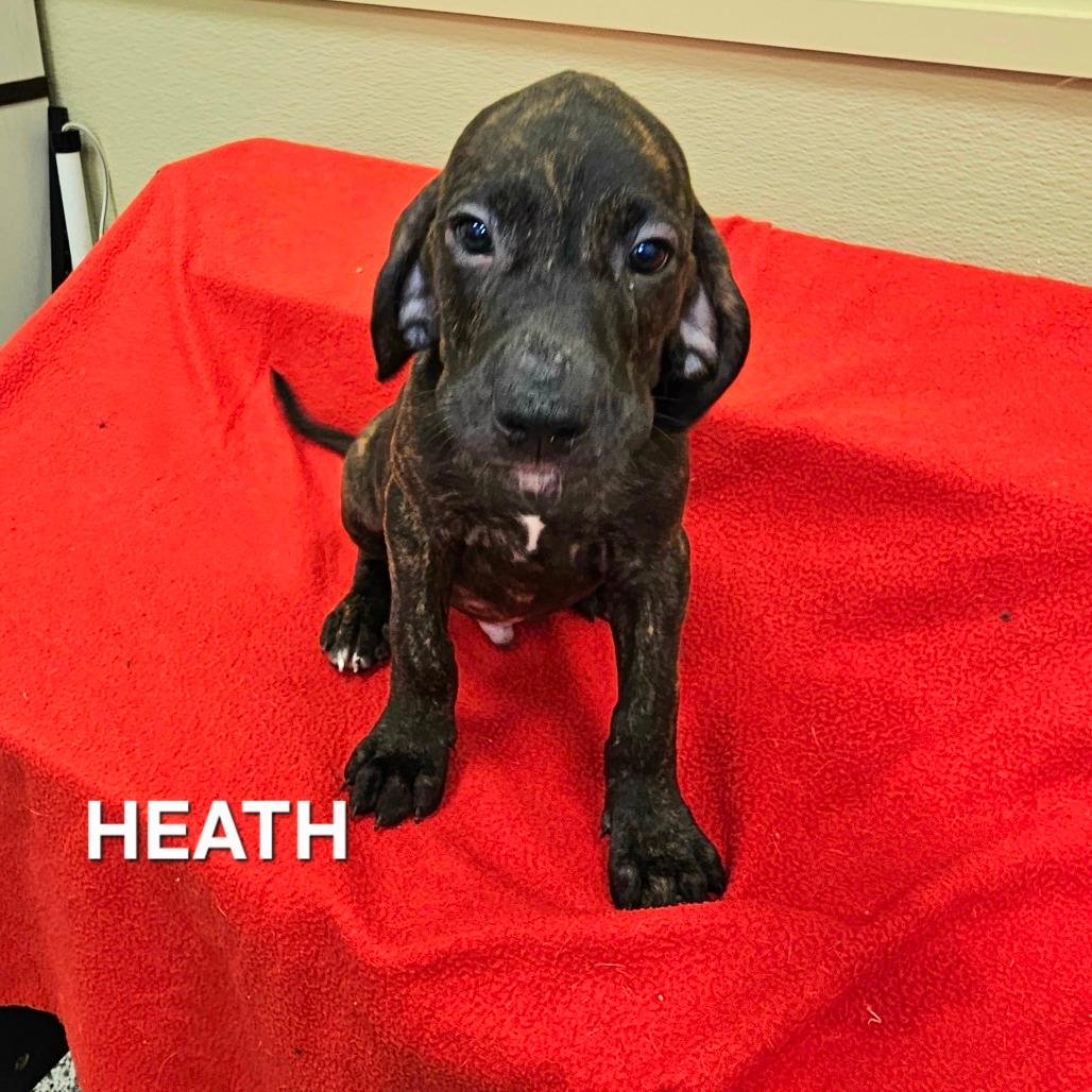 Heath