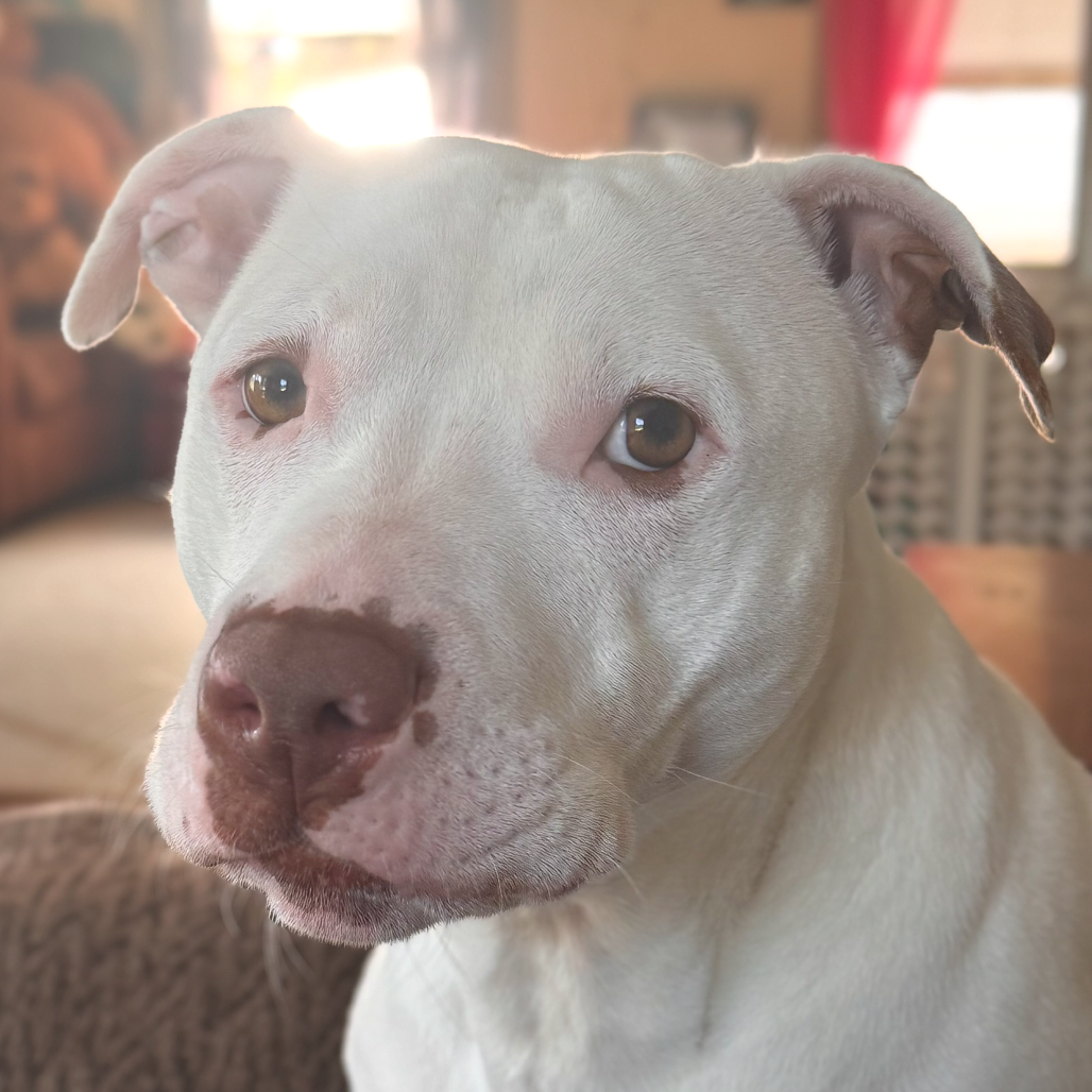 Rosie