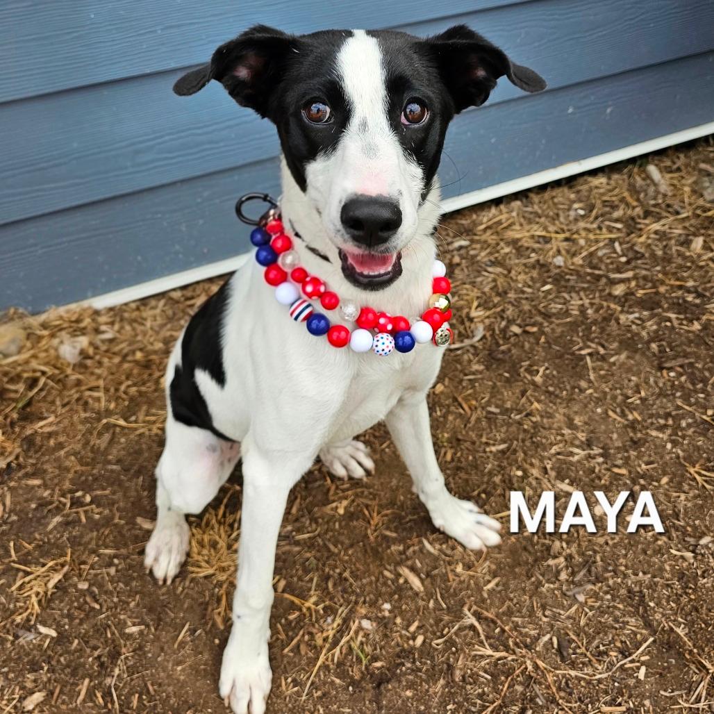 Maya