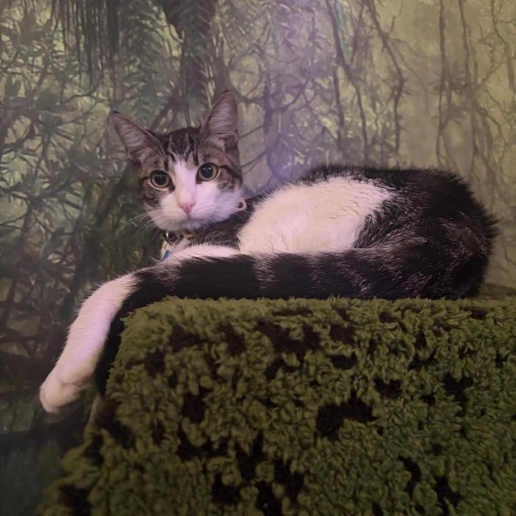 Fiordland (cat cafe adoption)