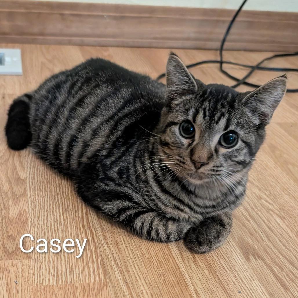 Casey