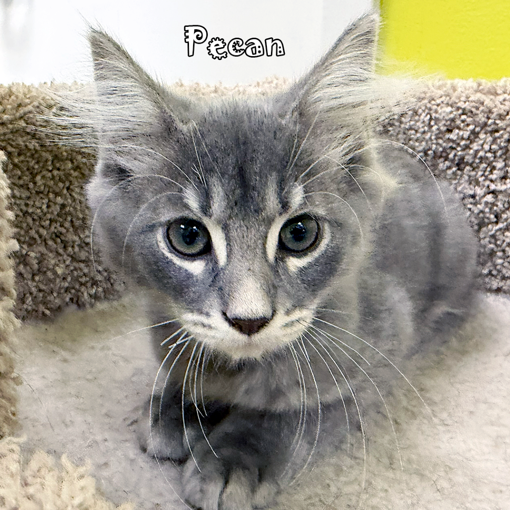 Pecan