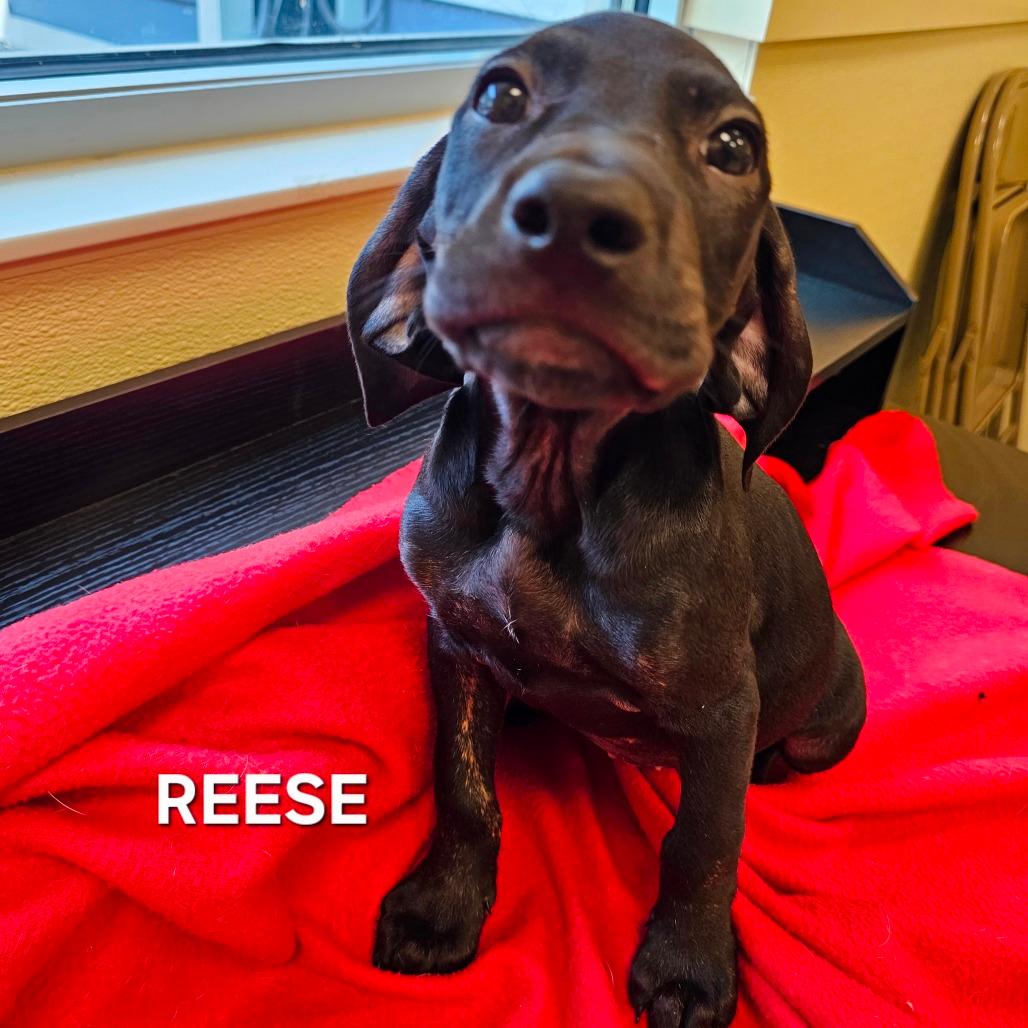 Reese