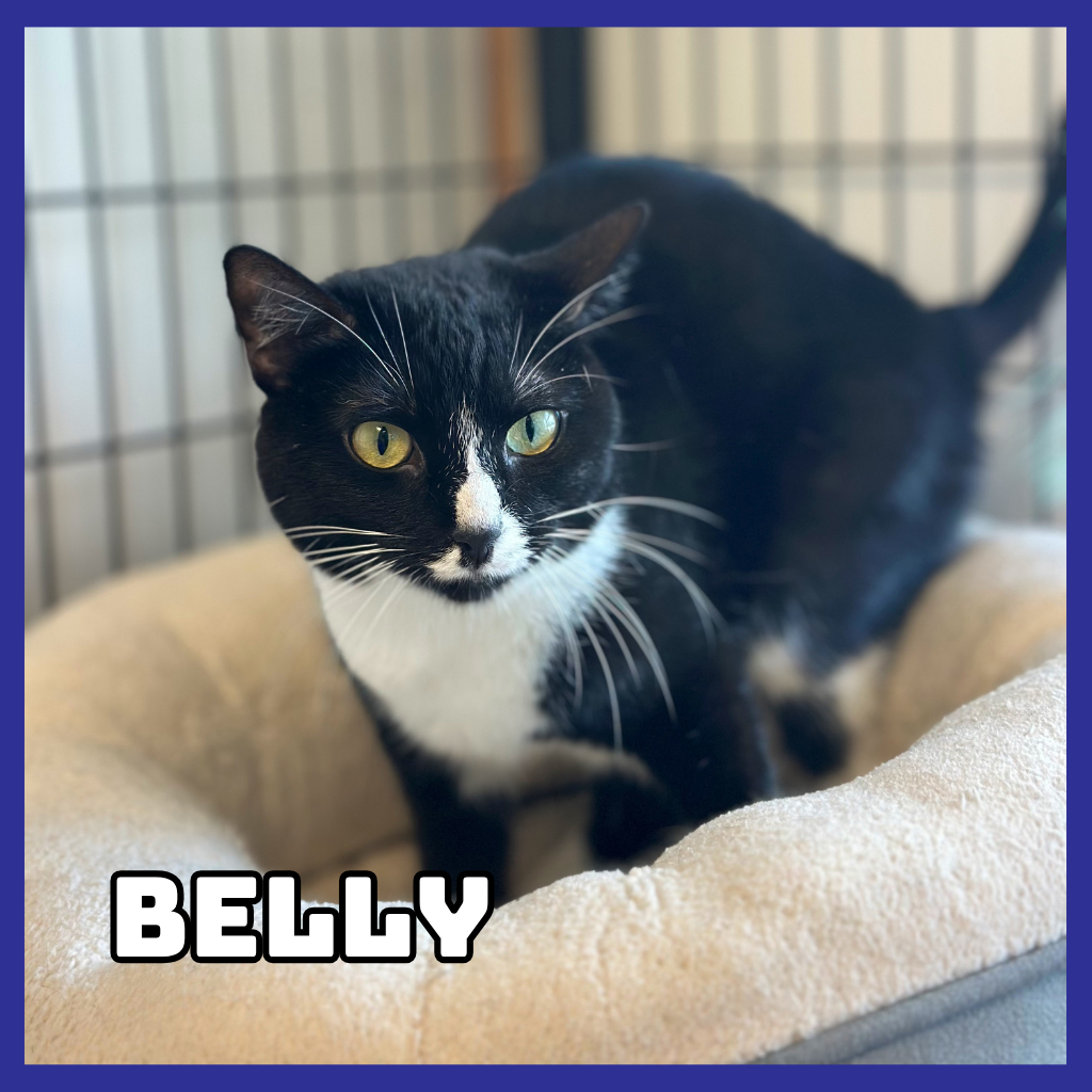 Belly