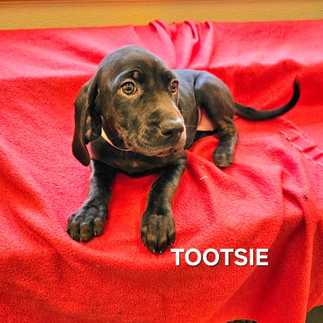 Tootsie