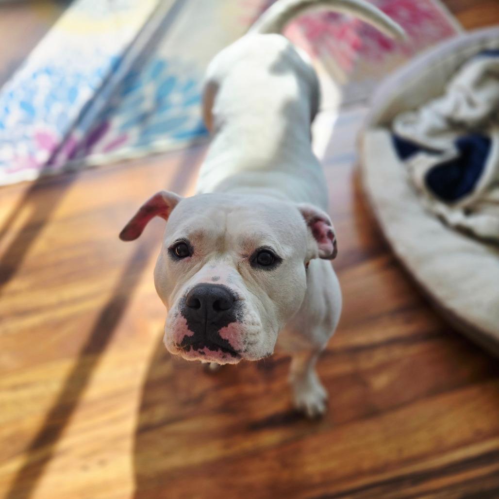 Paloma