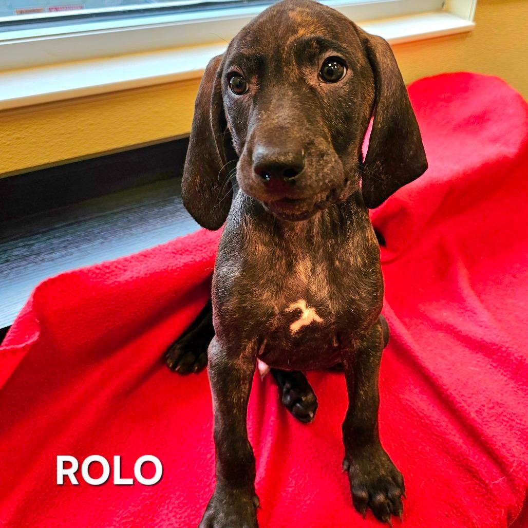 Rolo