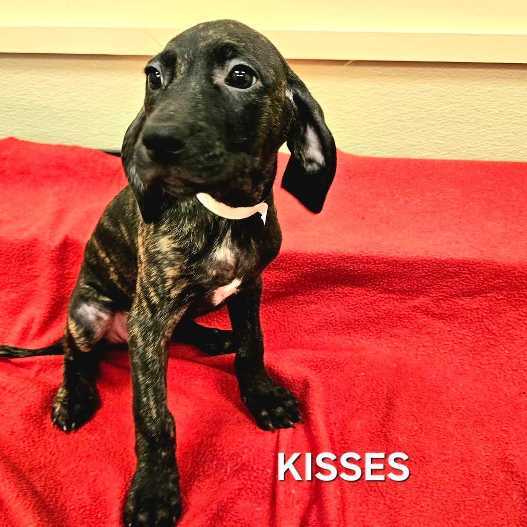 Kisses
