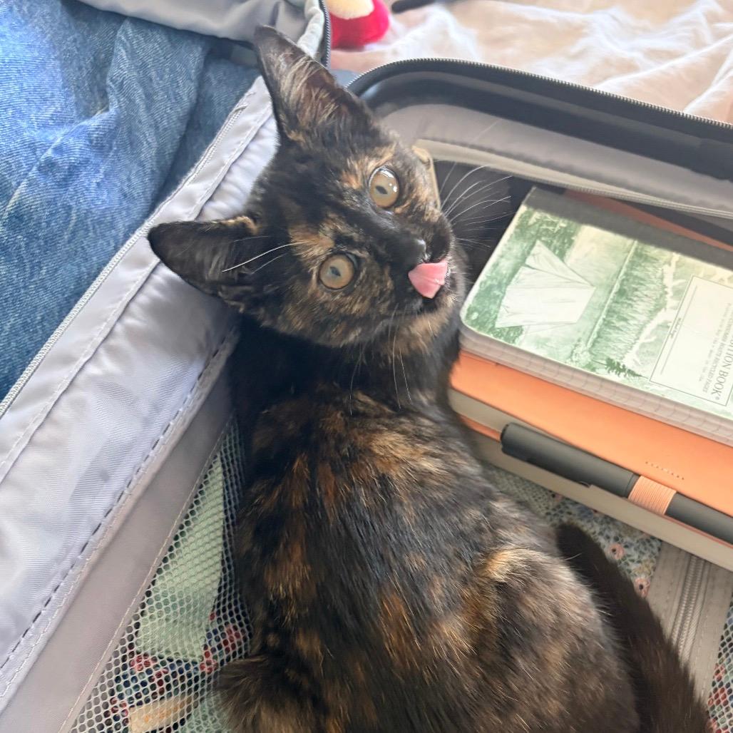 BONDED PAIR-Baby Hadid (and Kitty Moss)