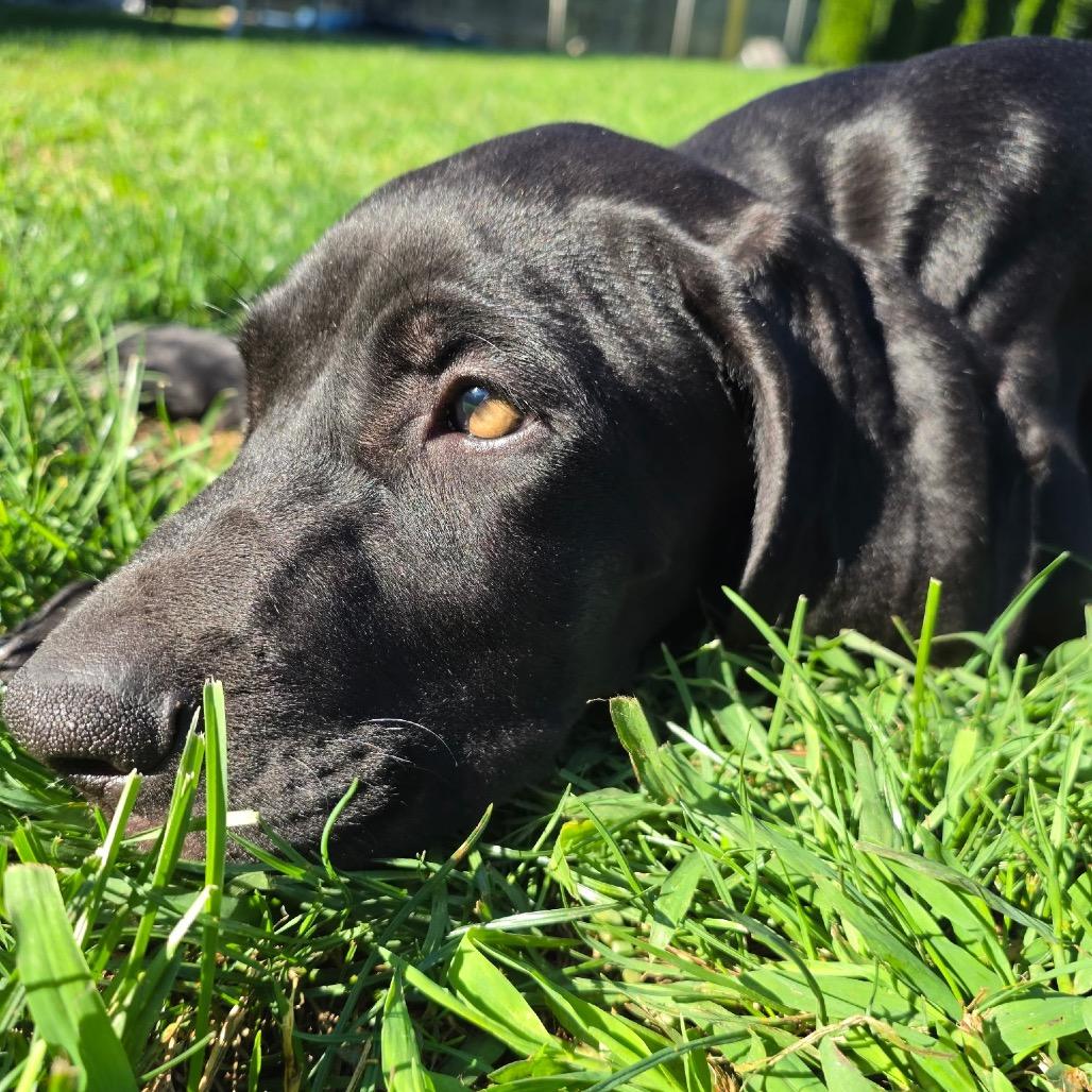 Remi