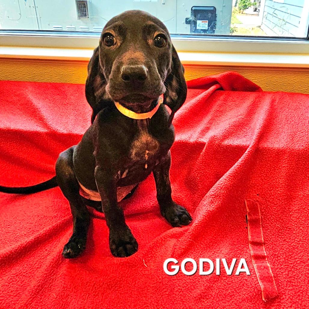 Godiva