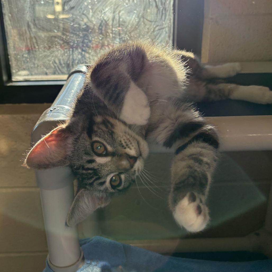 Cattuccino