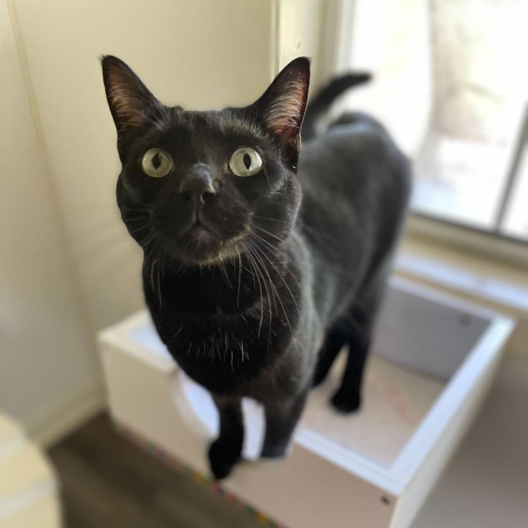 Ozzy Ninja