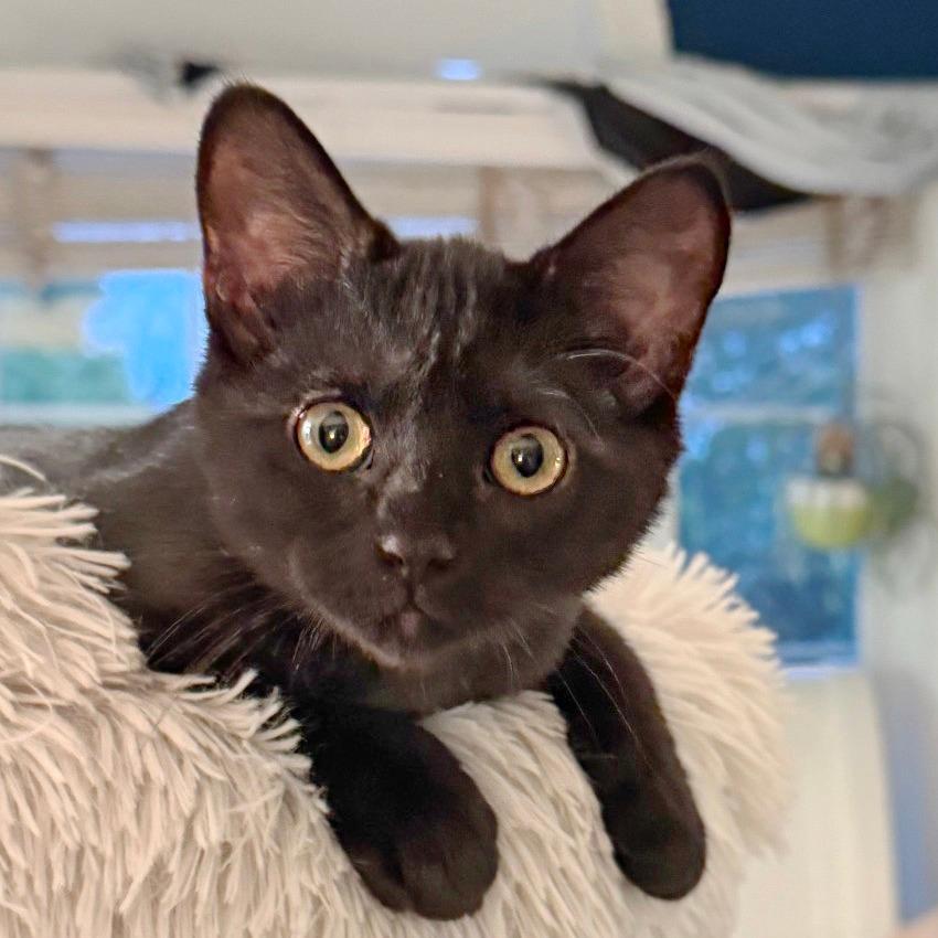 Juno