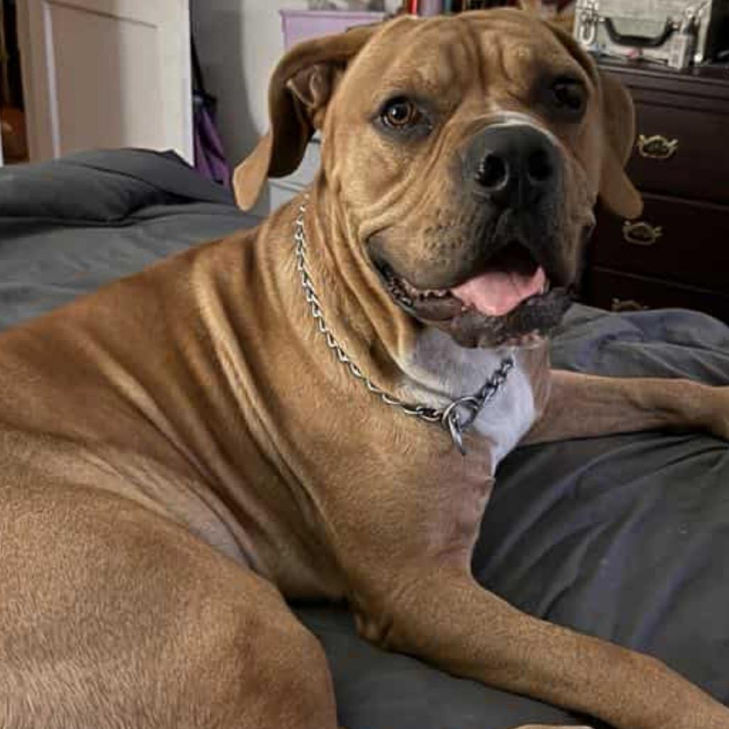 Bruno 