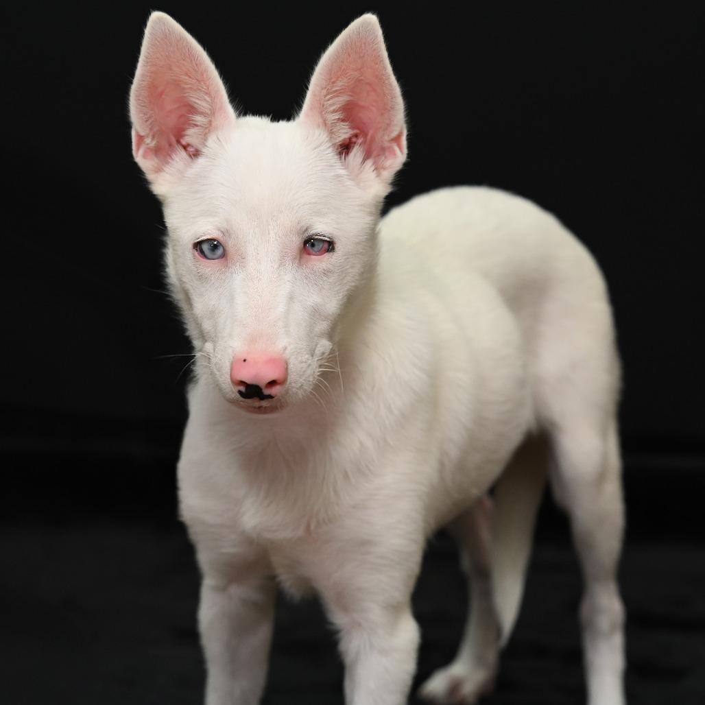 Nova
