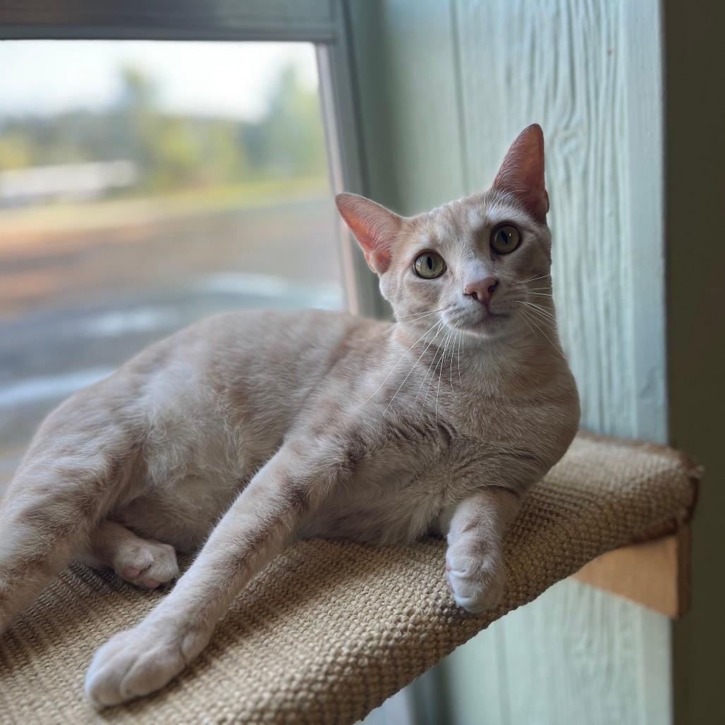 Peaches