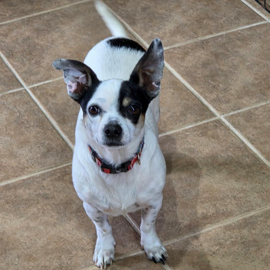 Nugget aka Nuggy