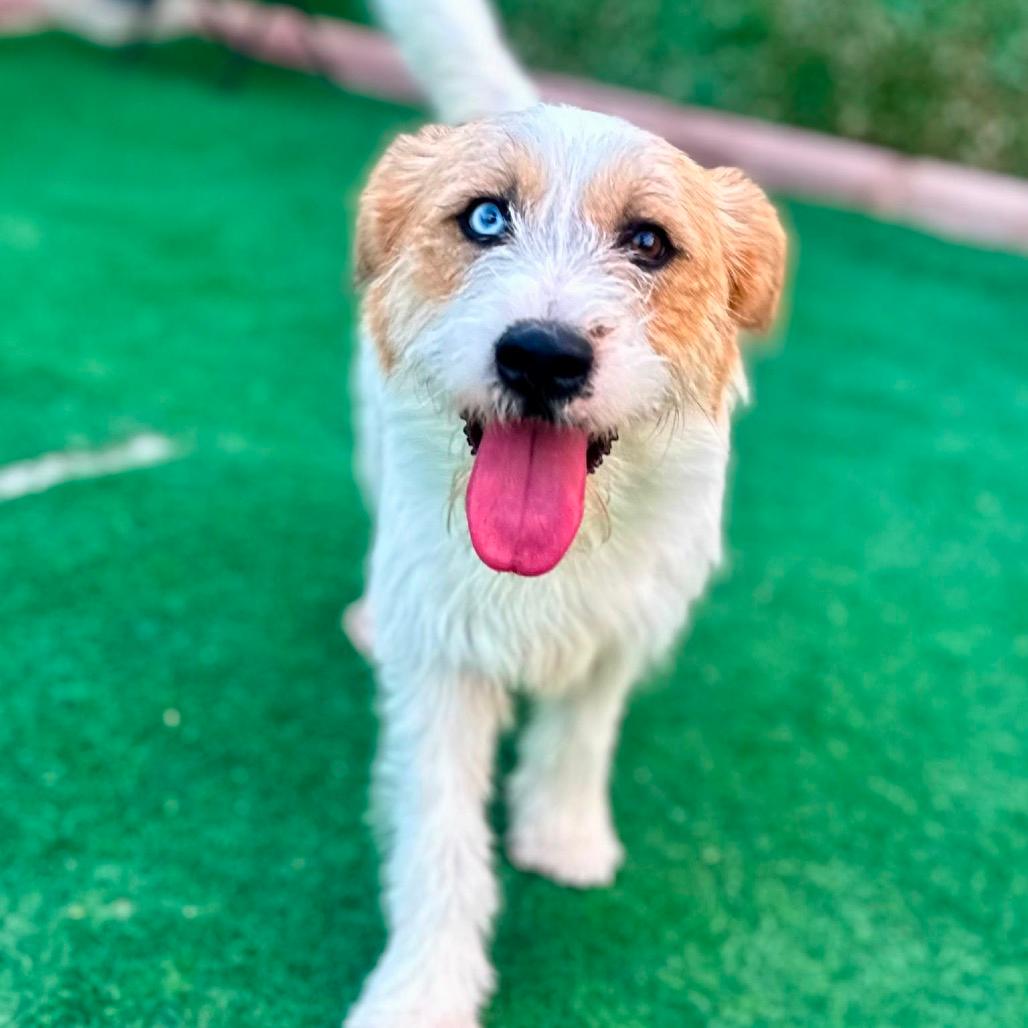 Ollie